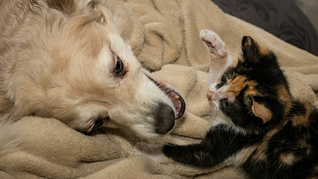 Paws-n-Claws_1 2 homeless cats