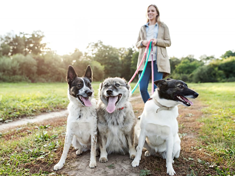 Women walking three dogs