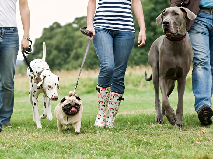 Get Involved A group of people walking their dogs