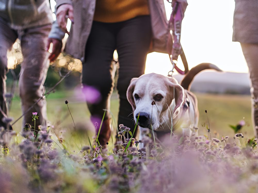 Rehabilitation Programs a couple of people walking a small dog in a field