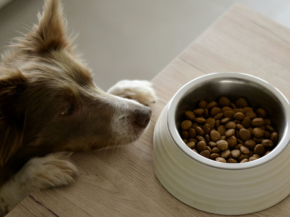 Items Needed Dog with paws on a counter looking longingly at a bowl of food