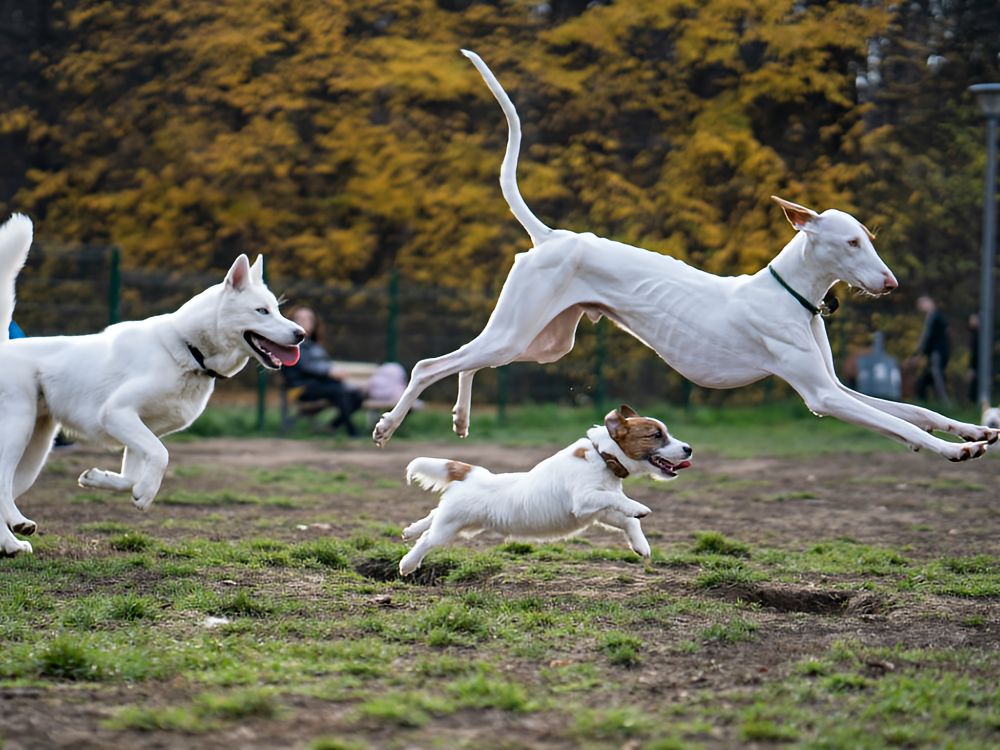Dogs 3 white dogs running together in a park