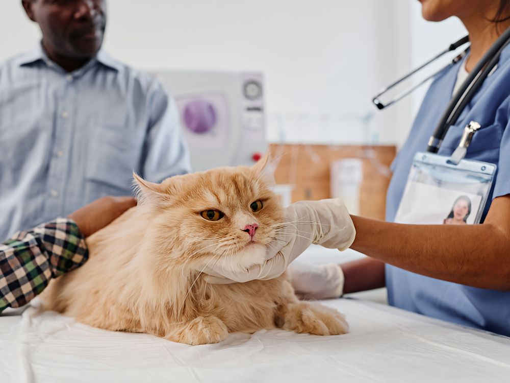 help-to-heal_2h Kitten nose to nose with a friendly dog