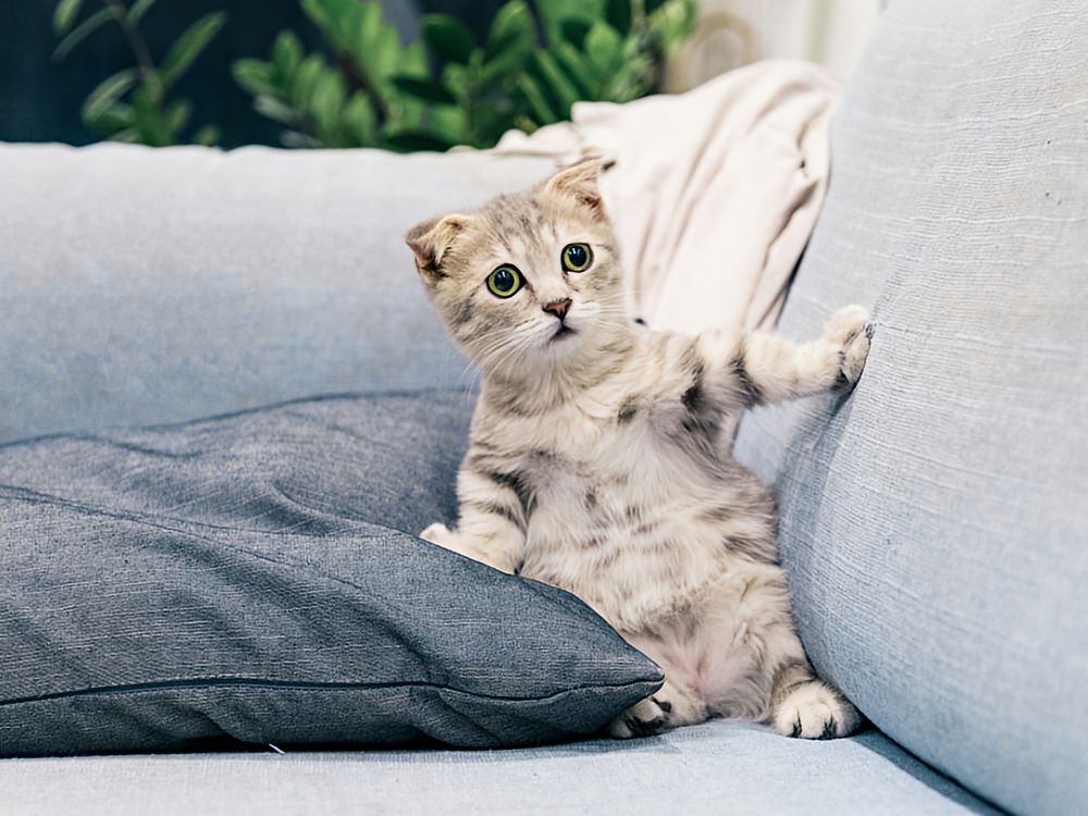 Post Adoption Support small kitty propped up between a pillow and the back of a couch in a awkward, but cute way