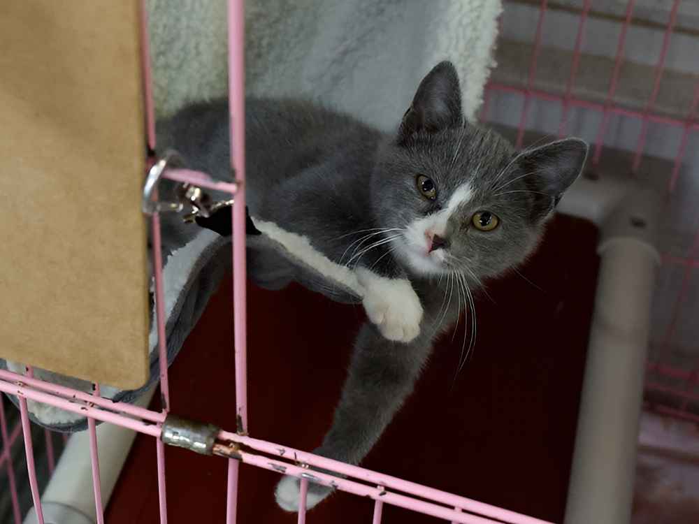 Nelson SPCA Kitty waiting for a forever home