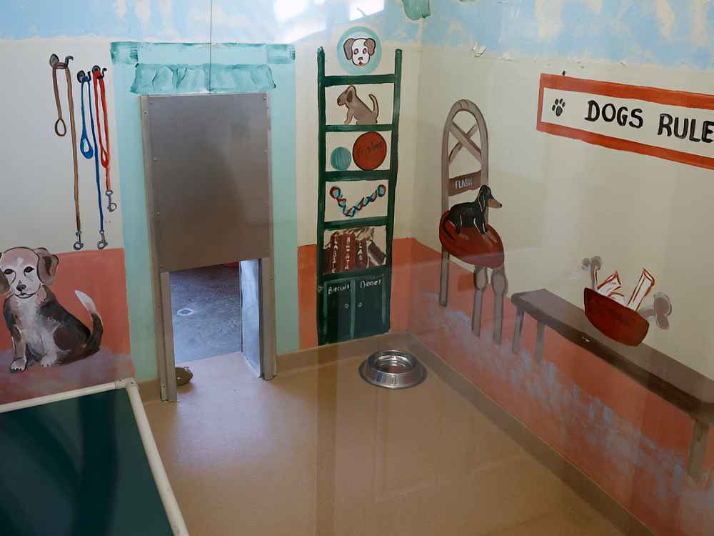 Nelson SPCA An example of a Nelson SPCA dog room