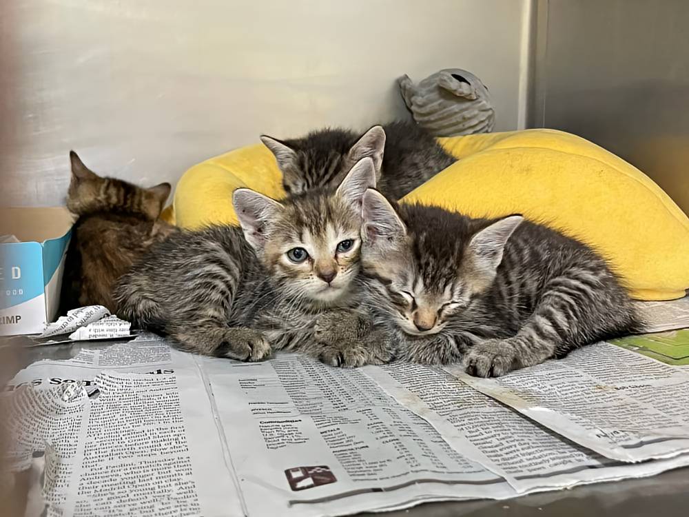 4 kittens in a kennel waiting for their forever home