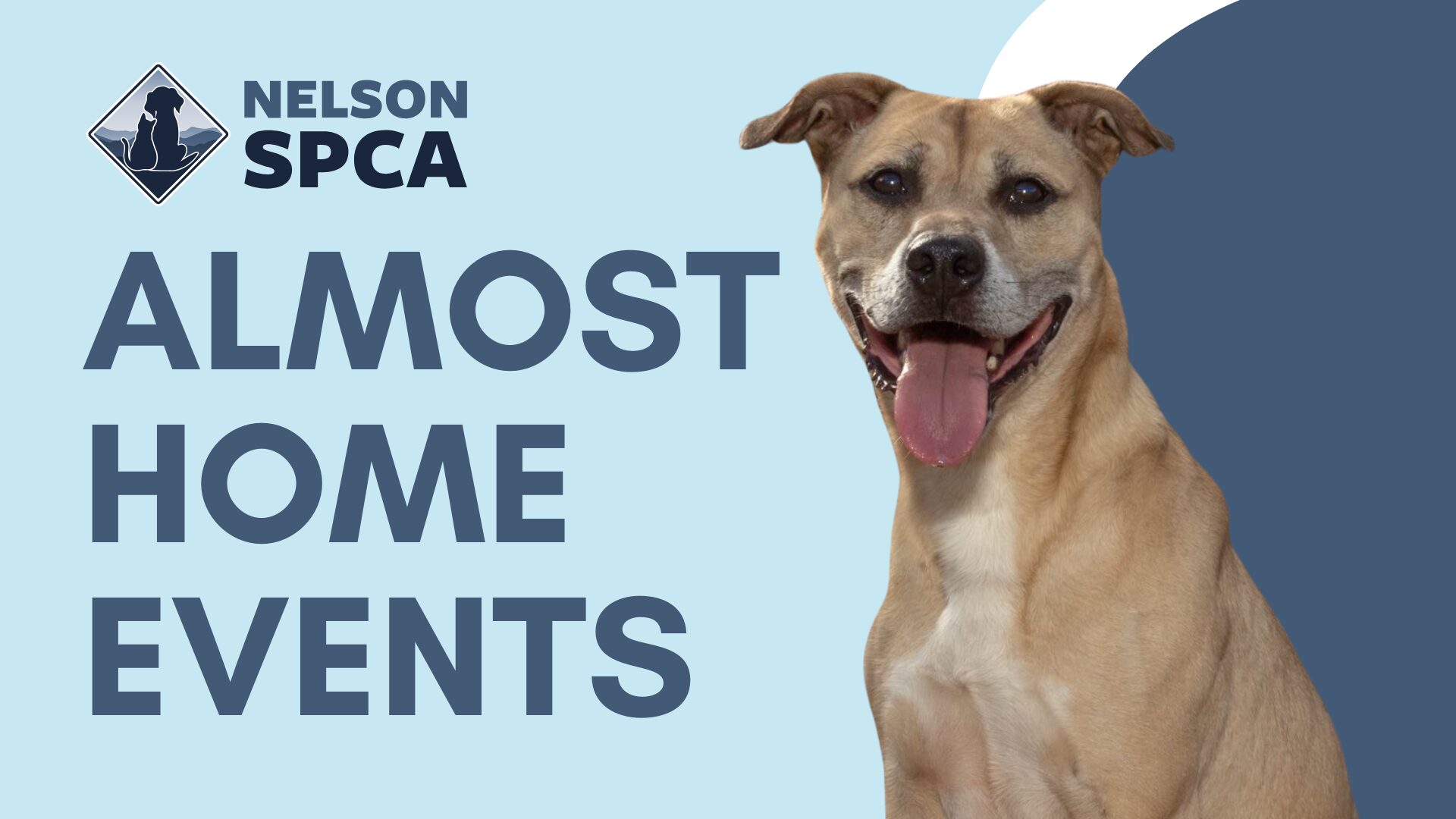 Graphic for Nelson SPCA Almost Home Events featuring a light brown dog with a happy expression and tongue out, sitting on the right side of the image. The Nelson SPCA logo is in the top left, and large text reads ‘Almost Home Events’ on a light blue background.